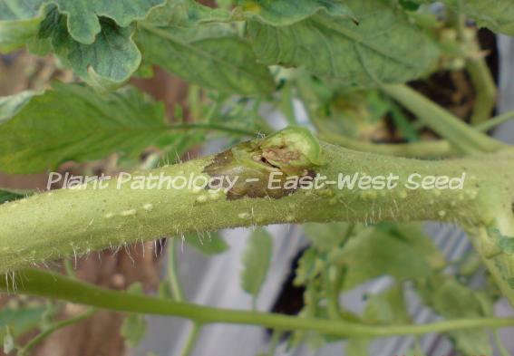 Brown lesion on petioles and stem