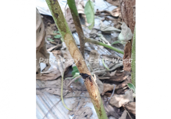 EWS Plant Doctor  Phomopsis Blight