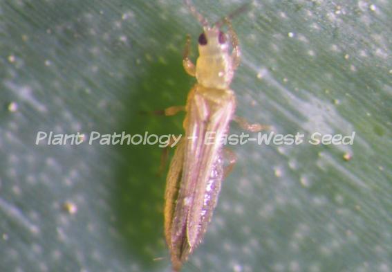 Thrips palmi - Wikipedia