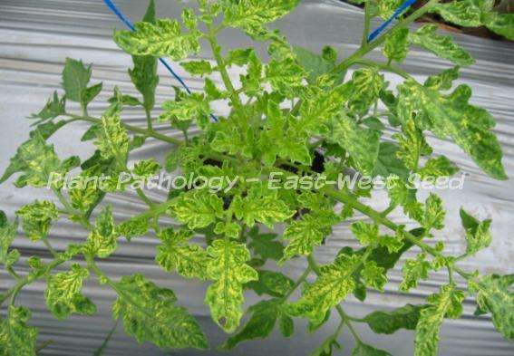 EWS Plant Doctor | Tomato Leaf Curl